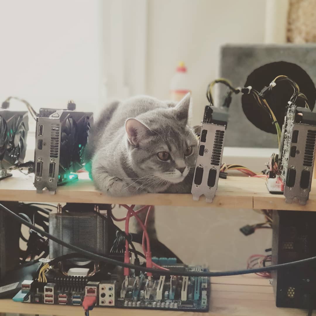 Кошак и ферма
